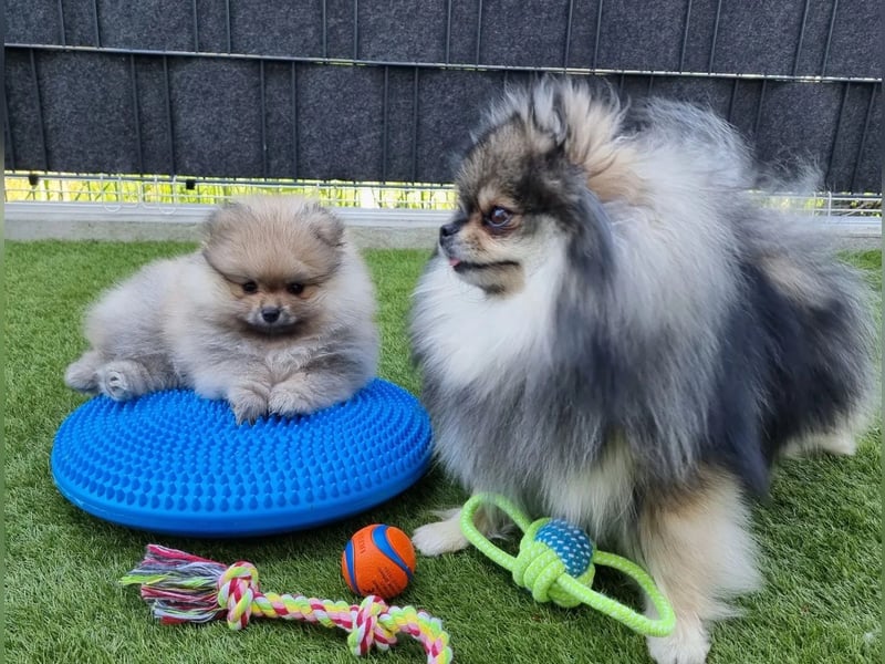 Reinrassige Pomeranian-Hündinnen mit Ahnentafel suchen ihre Traumfamilien