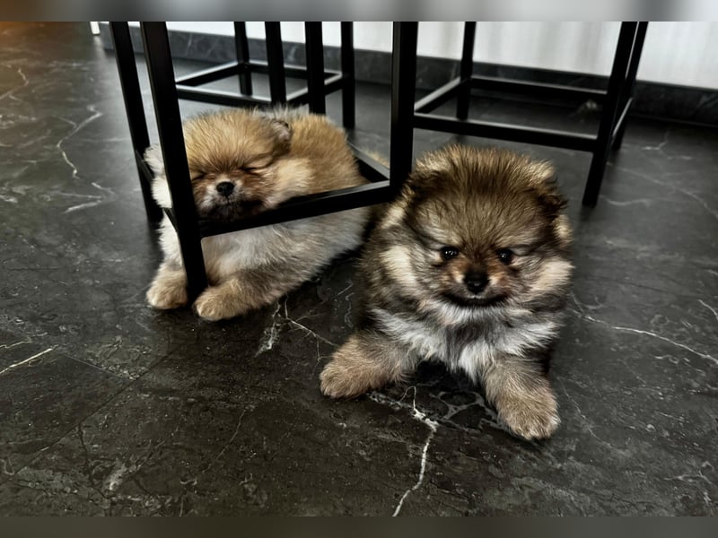 Reinrassige Pomeranian-Hündinnen mit Ahnentafel suchen ihre Traumfamilien