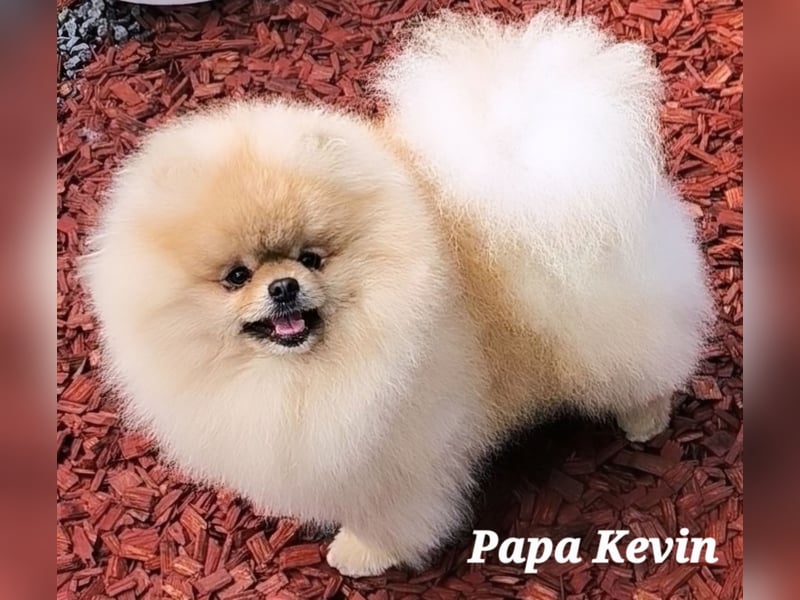 Reinrassige Pomeranian-Hündinnen mit Ahnentafel suchen ihre Traumfamilien