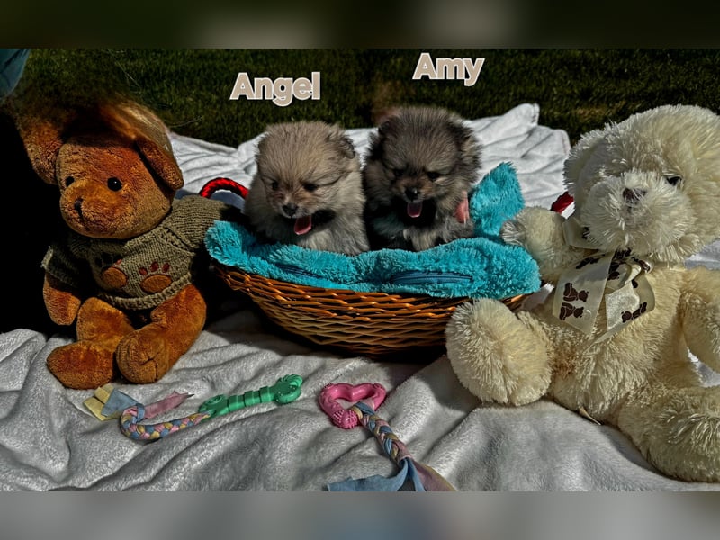 Reinrassige Pomeranian-Hündinnen mit Ahnentafel suchen ihre Traumfamilien