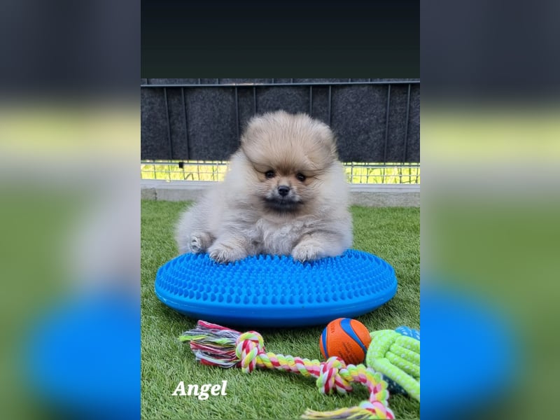 Reinrassige Pomeranian-Hündinnen mit Ahnentafel suchen ihre Traumfamilien