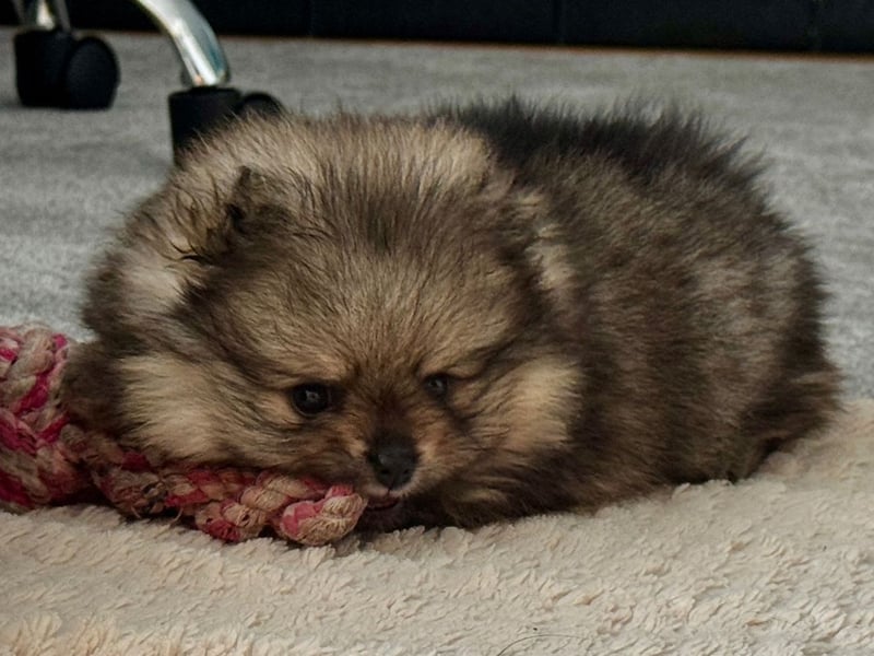 Reinrassige Pomeranian-Hündinnen mit Ahnentafel suchen ihre Traumfamilien