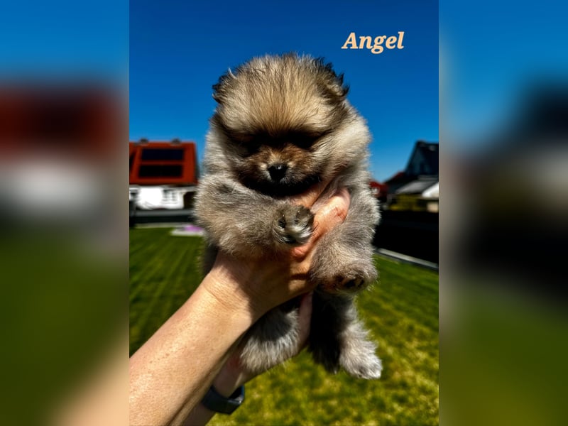 Reinrassige Pomeranian-Hündinnen mit Ahnentafel suchen ihre Traumfamilien