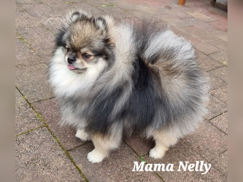 Reinrassige Pomeranian-Hündinnen mit Ahnentafel suchen ihre Traumfamilien