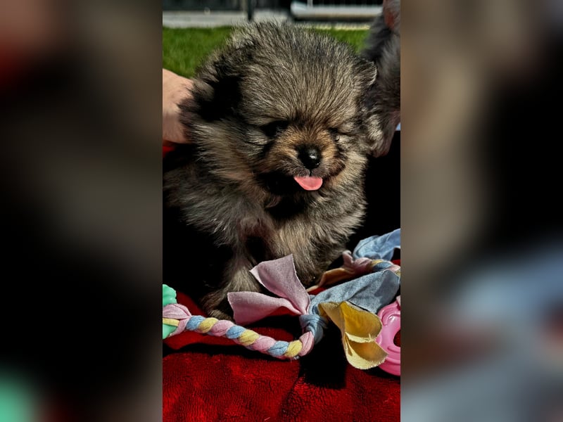 Reinrassige Pomeranian-Hündinnen mit Ahnentafel suchen ihre Traumfamilien
