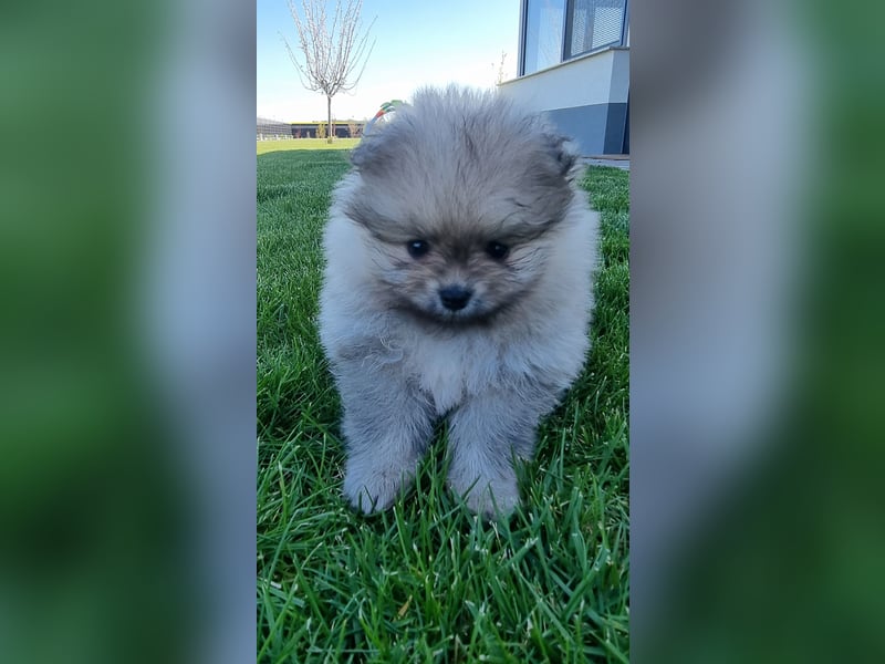 Reinrassige Pomeranian-Hündinnen mit Ahnentafel suchen ihre Traumfamilien