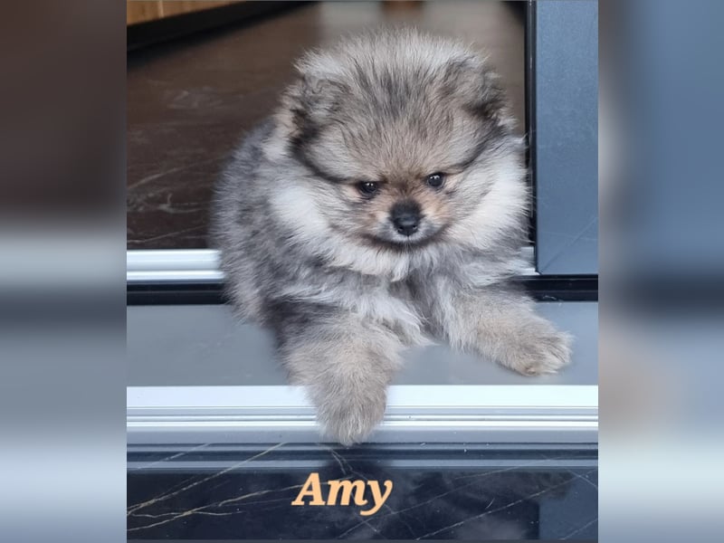 Reinrassige Pomeranian-Hündinnen mit Ahnentafel suchen ihre Traumfamilien