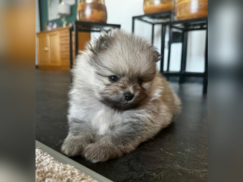 Reinrassige Pomeranian-Hündinnen mit Ahnentafel suchen ihre Traumfamilien