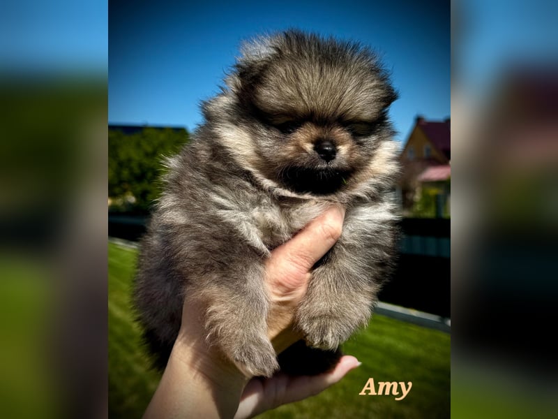 Reinrassige Pomeranian-Hündinnen mit Ahnentafel suchen ihre Traumfamilien