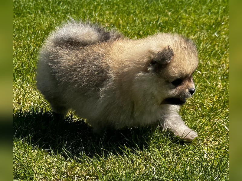 Reinrassige Pomeranian-Hündinnen mit Ahnentafel suchen ihre Traumfamilien