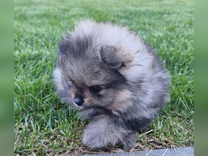 Reinrassige Pomeranian-Hündinnen mit Ahnentafel suchen ihre Traumfamilien