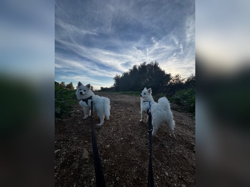 Leo und Poldo: ein Herz und eine Seele