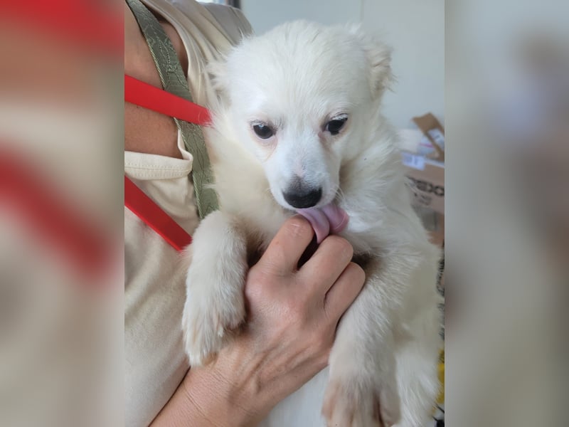 Leo und Poldo: ein Herz und eine Seele