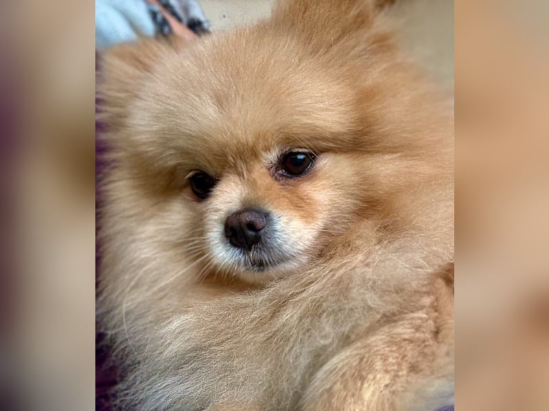 Pomerainian Prinzessin reinrassig