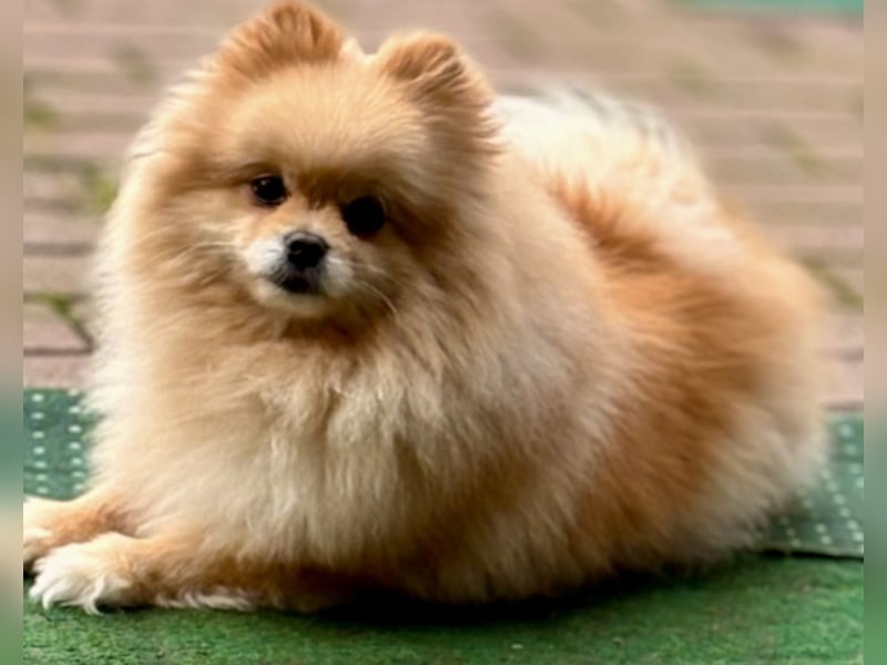 Pomerainian Prinzessin reinrassig