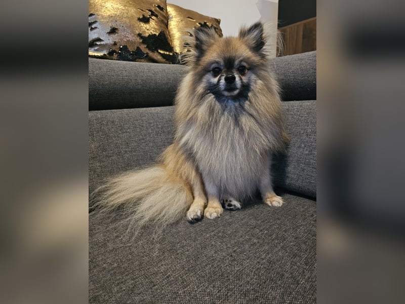 Duque & Flöhchen - Unzertrennliches Männerduo