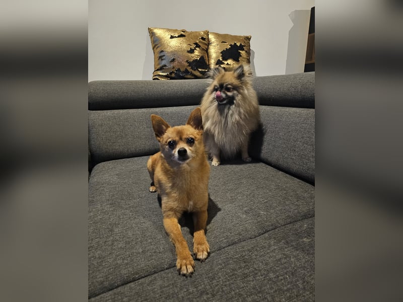 Duque & Flöhchen - Unzertrennliches Männerduo