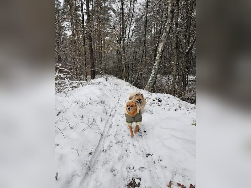 Duque & Flöhchen - Unzertrennliches Männerduo