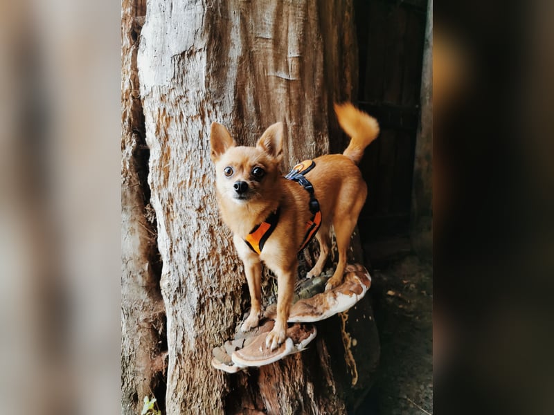 Duque & Flöhchen - Unzertrennliches Männerduo