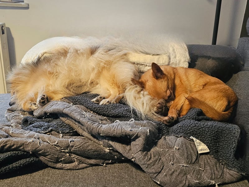 Duque & Flöhchen - Unzertrennliches Männerduo