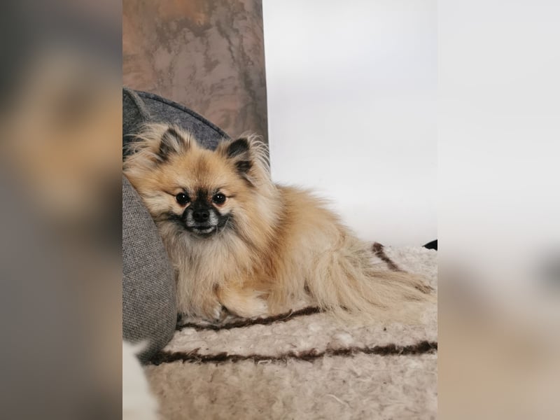 Duque & Flöhchen - Unzertrennliches Männerduo