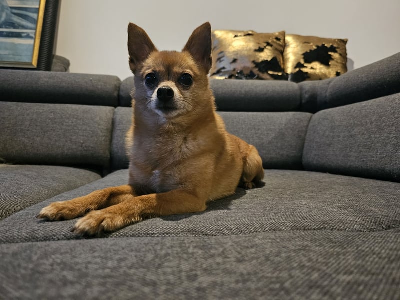 Duque & Flöhchen - Unzertrennliches Männerduo