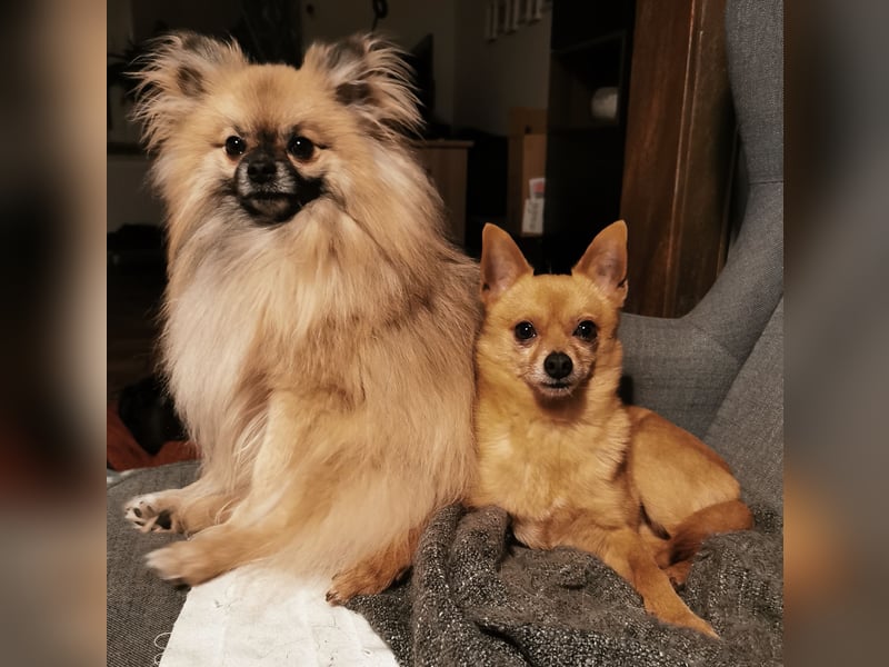 Duque & Flöhchen - Unzertrennliches Männerduo