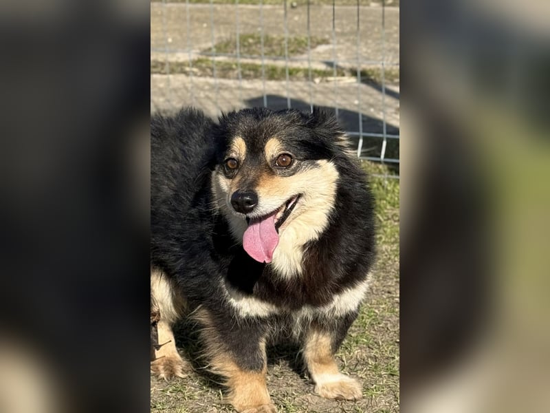 Kleine Maggie sucht ihr Glück