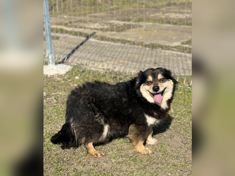 Kleine Maggie sucht ihr Glück