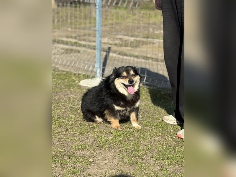 Kleine Maggie sucht ihr Glück