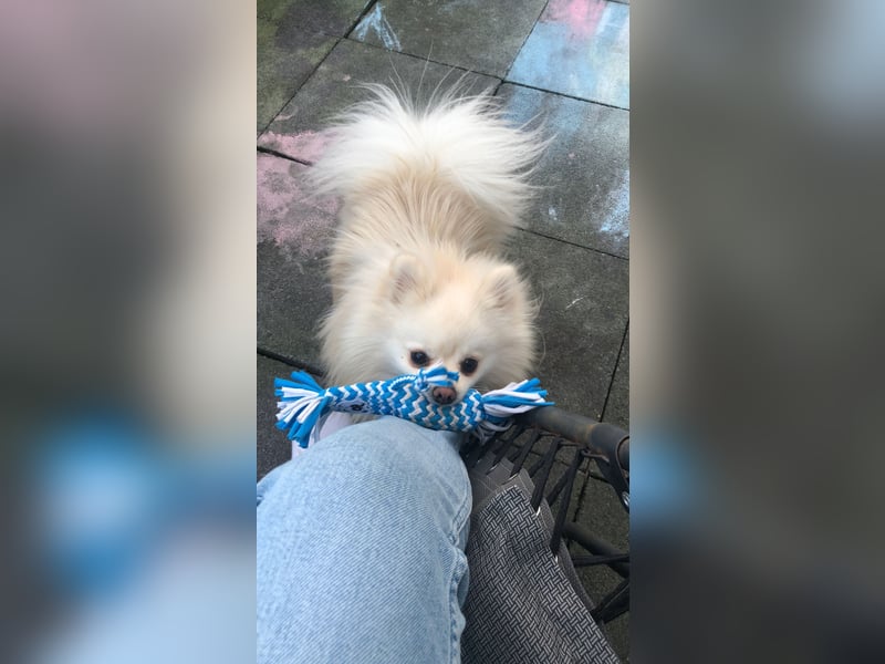 Zwergspitz (Pomeranian) namens Teddy sucht ein liebevolles zuhause