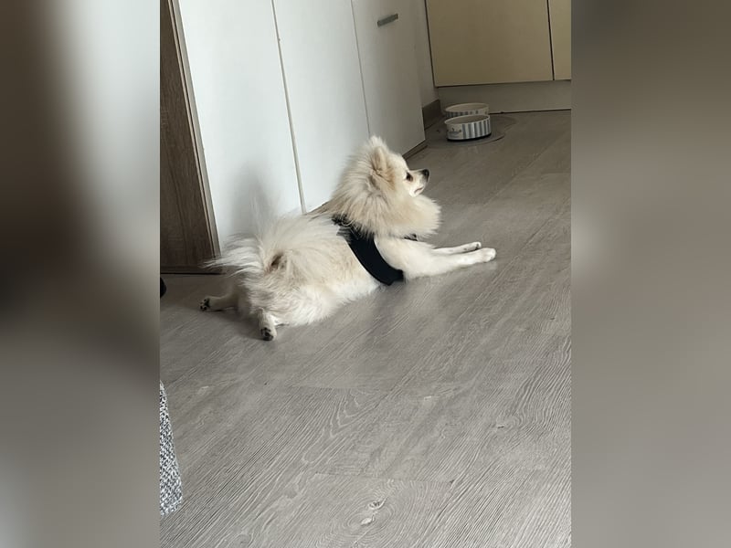 Zwergspitz (Pomeranian) namens Teddy sucht ein liebevolles zuhause