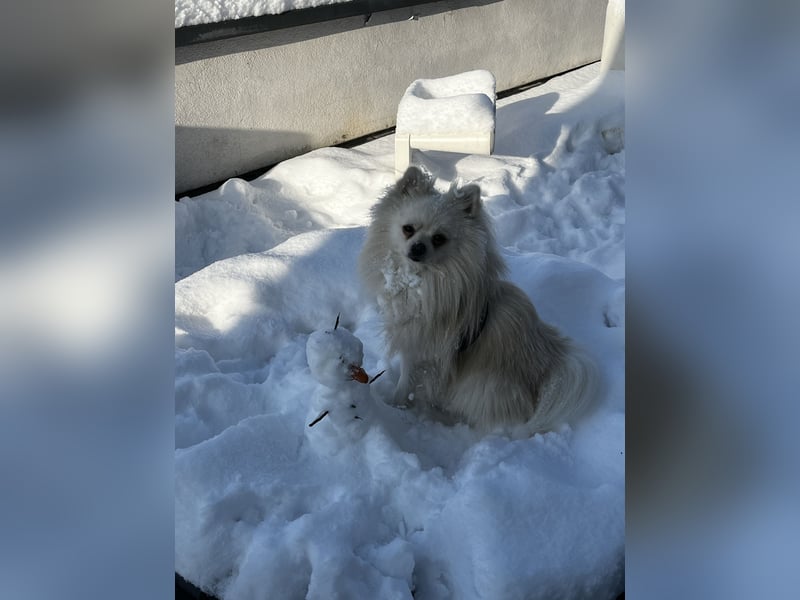 Zwergspitz (Pomeranian) namens Teddy sucht ein liebevolles zuhause