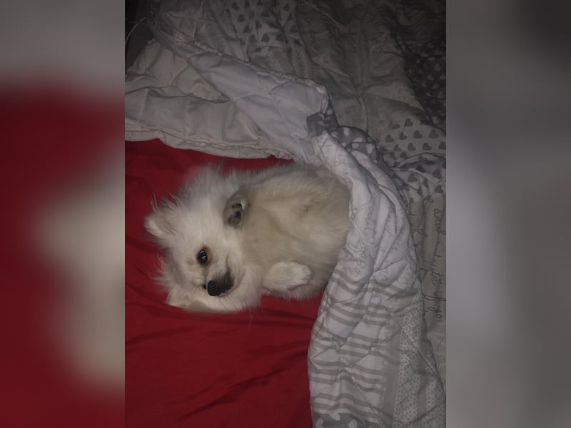 Zwergspitz (Pomeranian) namens Teddy sucht ein liebevolles zuhause