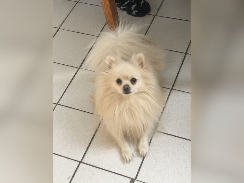 Zwergspitz (Pomeranian) namens Teddy sucht ein liebevolles zuhause