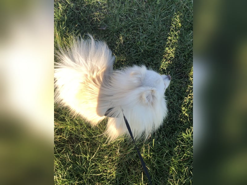Zwergspitz (Pomeranian) namens Teddy sucht ein liebevolles zuhause