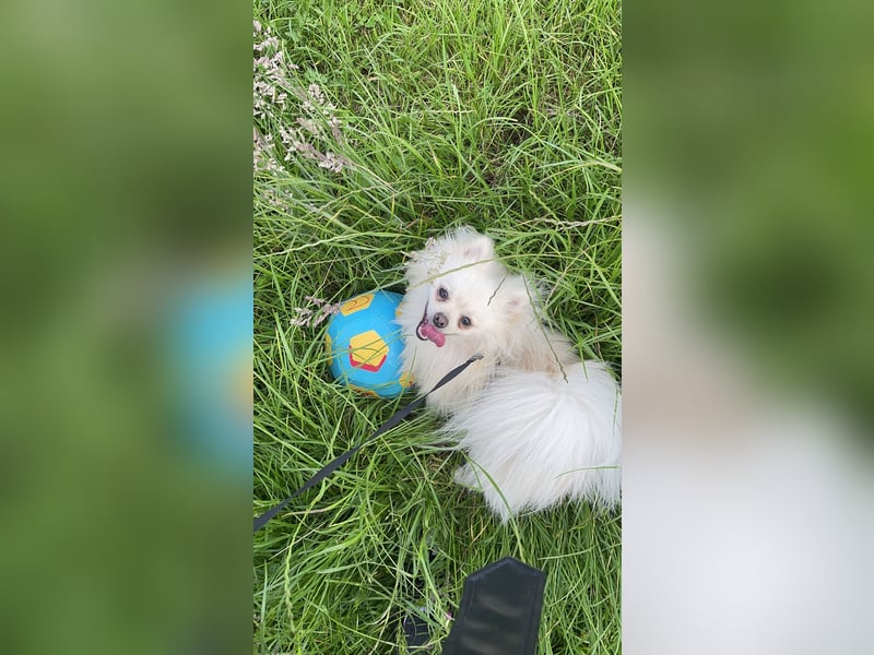 Zwergspitz (Pomeranian) namens Teddy sucht ein liebevolles zuhause