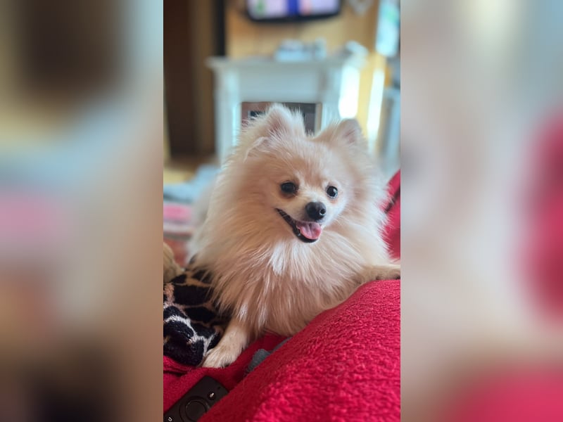 Zwergspitz (Pomeranian) namens Teddy sucht ein liebevolles zuhause