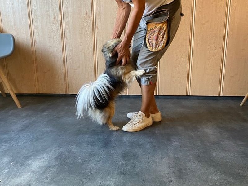 Teddy, kleine Schmusebacke sucht neues Zuhause