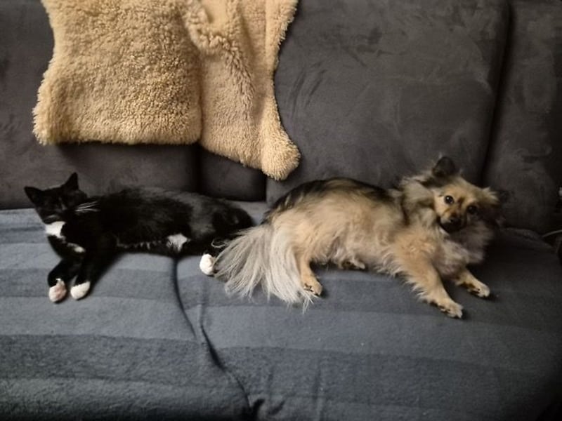 Teddy, kleine Schmusebacke sucht neues Zuhause