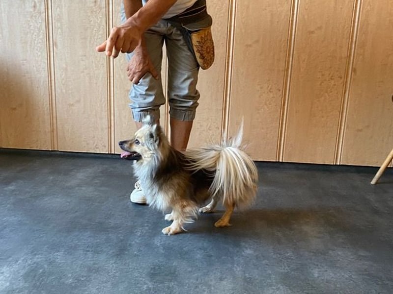 Teddy, kleine Schmusebacke sucht neues Zuhause