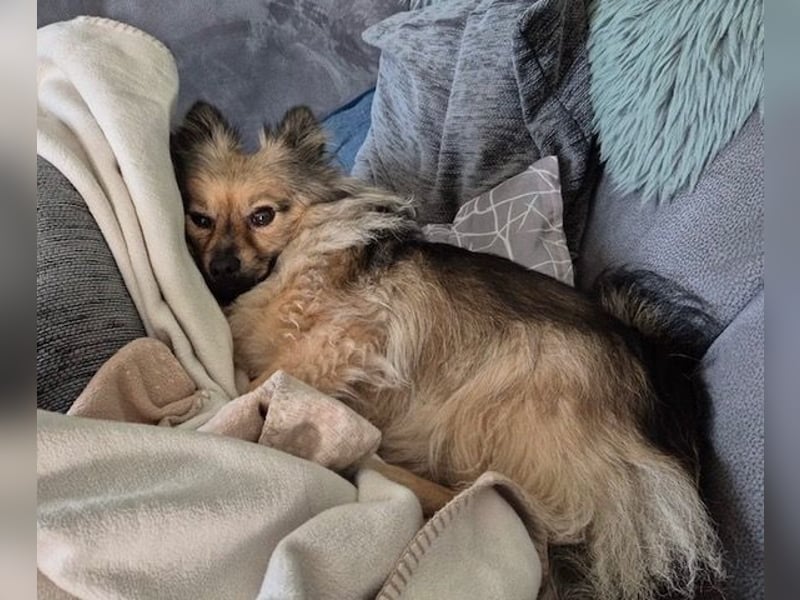 Teddy, kleine Schmusebacke sucht neues Zuhause