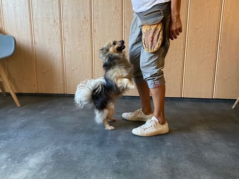 Teddy, kleine Schmusebacke sucht neues Zuhause