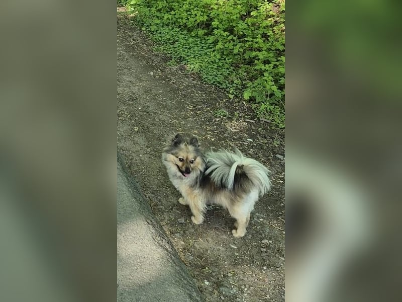 Teddy, kleine Schmusebacke sucht neues Zuhause