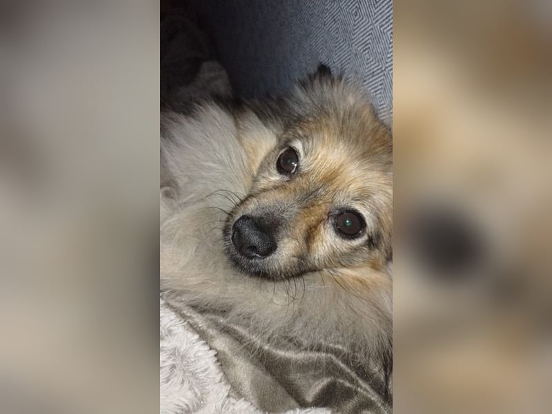 Teddy, kleine Schmusebacke sucht neues Zuhause