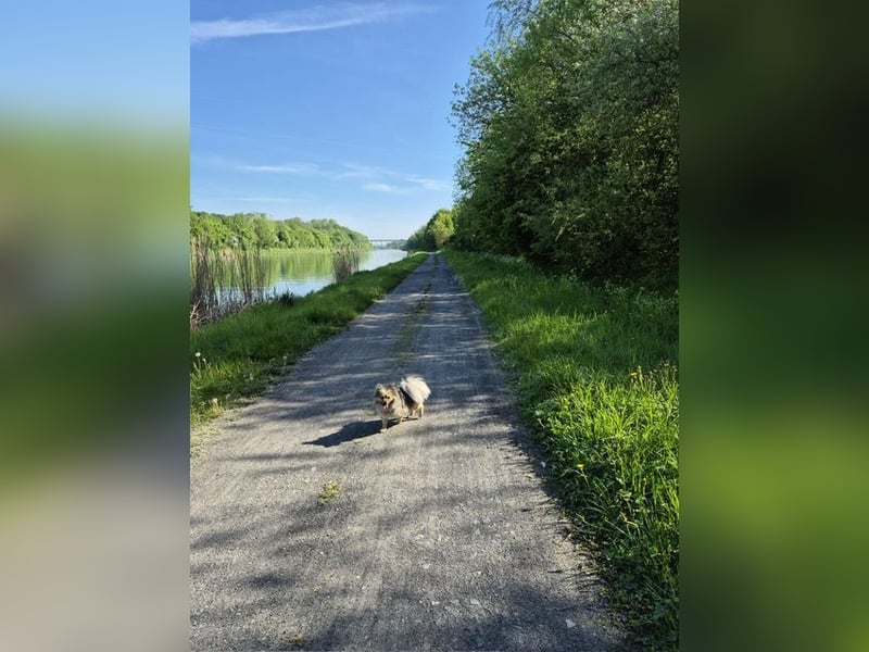 Teddy, kleine Schmusebacke sucht neues Zuhause