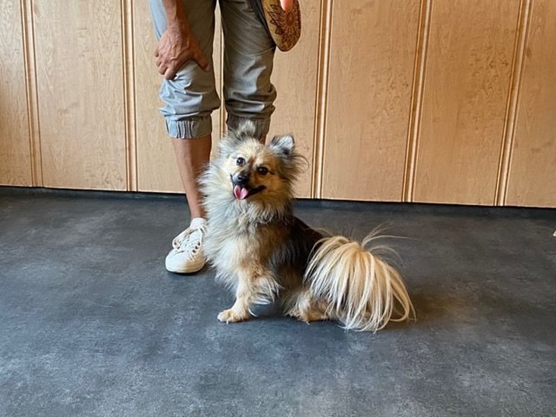 Teddy, kleine Schmusebacke sucht neues Zuhause