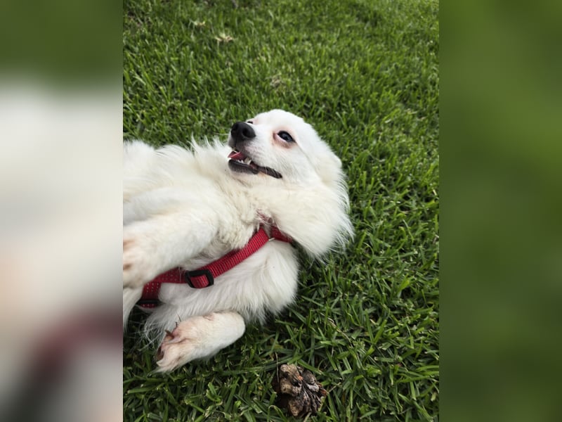 Leo - spielen, schmusen, die Welt entdecken