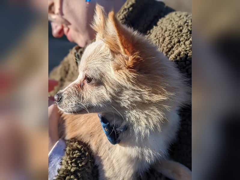 Hillary, eine süße Hündin