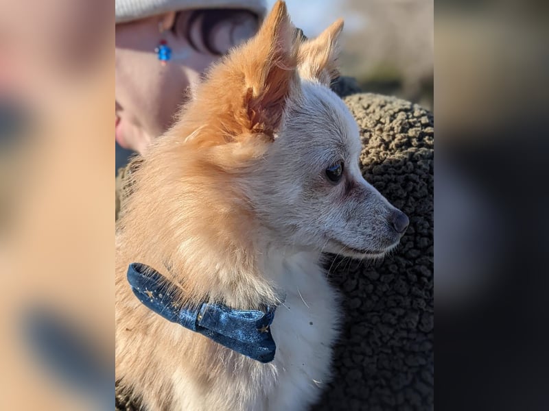 Hillary, eine süße Hündin